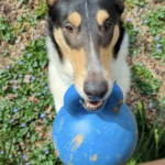 Collie holding ball